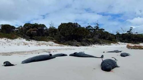 Mehr als 30 tote Grindwale an Strand in Tasmanien entdeckt