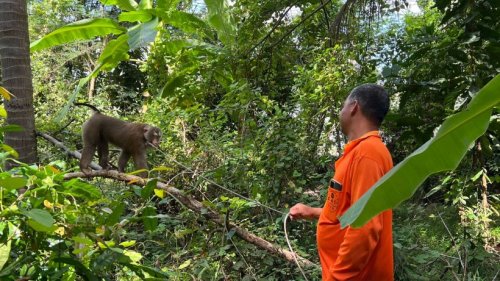 Ein Leben an der Kette: Affen als Kokospflücker in Thailand