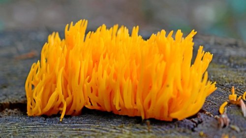 Im Eichsfeld wächst ein knallig orangefarbener Puschelpilz
