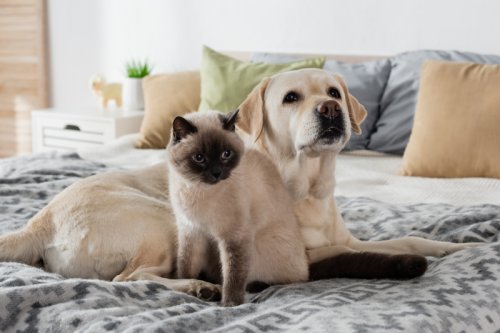 Schlafen mit Haustieren im Bett: Wohlfühlen oder Gesundheitsrisiko?