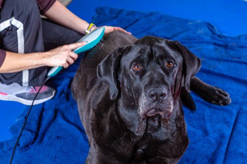 Lasertherapie für Hunde: Eine moderne Behandlungsmethode mit großen Vorteilen