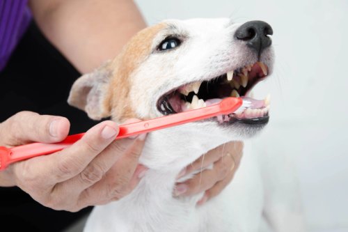 Zahnpflege bei Hunden: So bleibt Dein Vierbeiner gesund