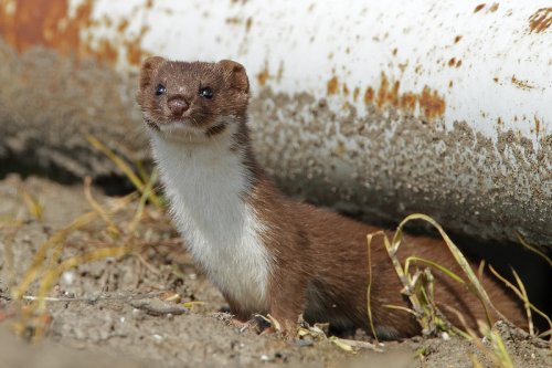 Mauswiesel (Mustela nivalis)