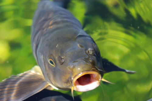 Spezialfutter für Deine Fische: Die optimale Ernährung für jede Art