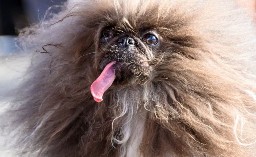 Meet the 2024 Winner of the ‘World’s Ugliest Dog’ Contest
