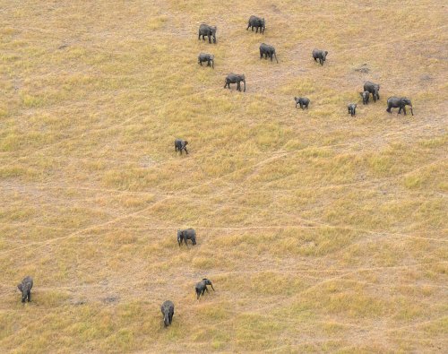 It Will Take 90 Years for African Elephant Populations to Recover From Poaching
