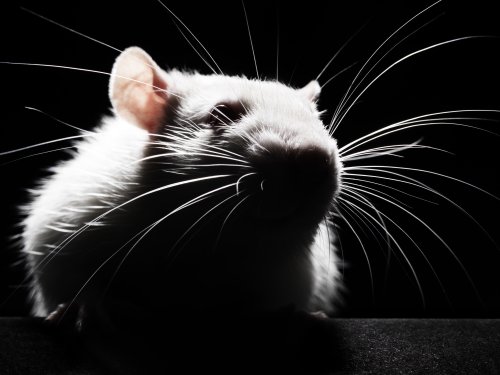 Rats Regret Making Bad Decisions, Study Finds