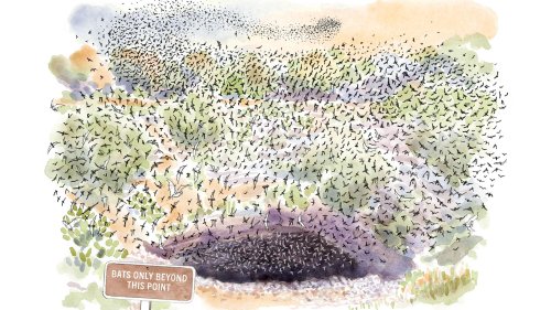 Do Animals Have Civilizations? | Flipboard