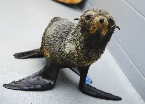 Fur Seal Pups Mysteriously Washing Up on California Shores