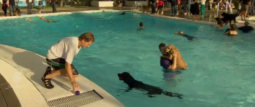 This Video of a Puppy Pool Party Is the Perfect Way to Say Goodbye to Summer