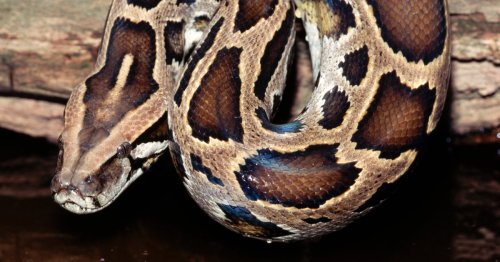 This Earth Day, It’s Time to Learn From Snakes