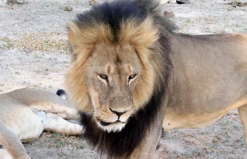 U.S. Government Investigating Death of Cecil the Lion