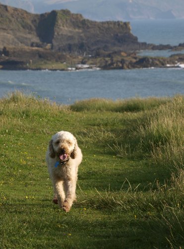 The Amazing Science Behind Pets That Find Their Way Home
