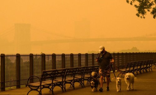How Wildfire Smoke Affects Wildlife—and Your Pets