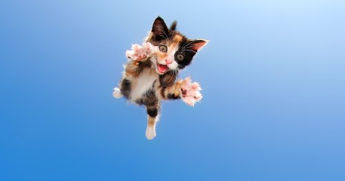Here Are Some Adorable Photos of Kittens Pouncing