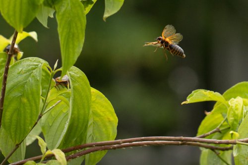Two Broods of More Than a Trillion Cicadas Will Emerge in the U.S. This Year