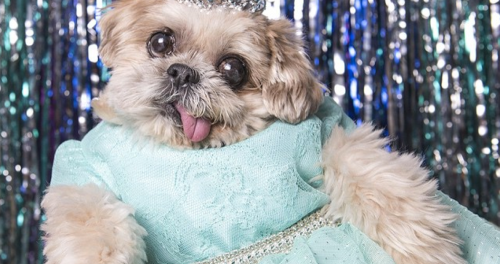 17 Dogs You Should Be Following on Instagram