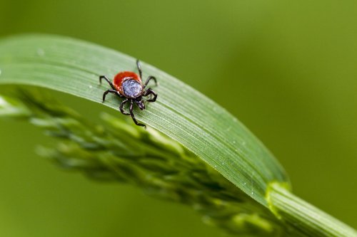 Here’s Everything You Need to Know About Ticks