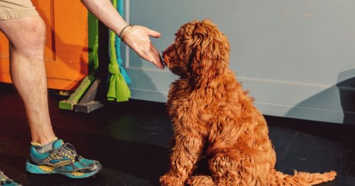 How Science is Revolutionizing the World of Dog Training