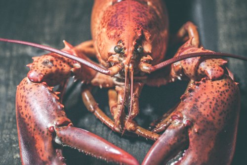 A Lobster Was Found With a ‘Pepsi Logo’ on Its Claw and People Are Wondering How it Got There