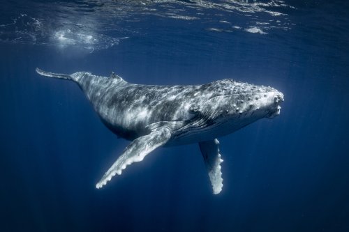 One Whale Is Worth Thousands of Trees in Climate Fight, New Report Says