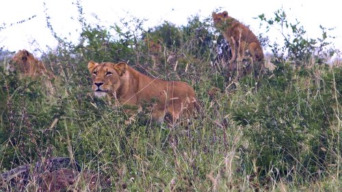 Lions Reportedly Ate a Suspected Poacher