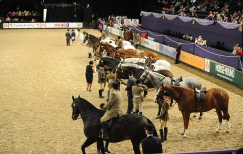 Spectating at HOYS and don’t have a clue about the show ring? Read our bluffer’s guide on how to watch a showing class…