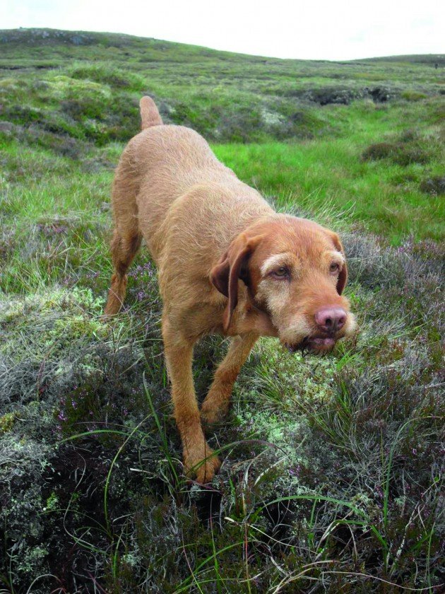 Hungarian vizslas - a breed that's an excellent working dog AND family pet - cover
