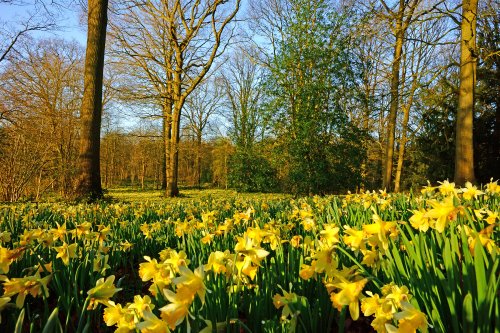 Going wild for daffodils: ‘Nothing beats daffodils as a symbol of spring… they tell us that winter is gone and will not come again’