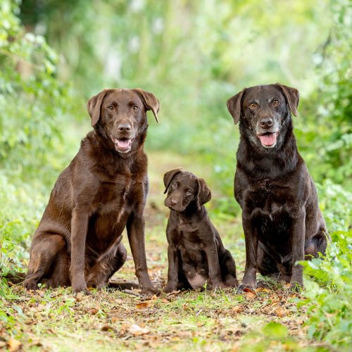 The ups and downs of life with chocolate labradors: 'If one of my chocolates does something naughty, there’s no hiding. They all know it’s mine' - Country Life
