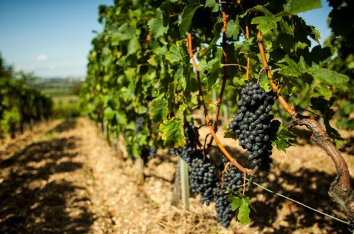 Andrew Jefford: ‘Global warming appears to have lurched Bordeaux forward into a changed state’