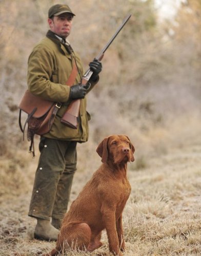 Hungarian wirehaired vizsla - growing more and more popular