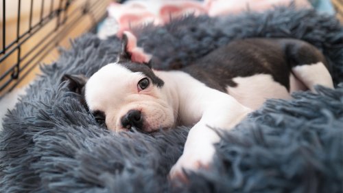 The best crate beds for a cosy doggie haven