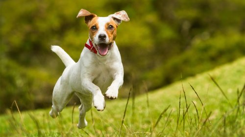 How much exercise does a dog need?