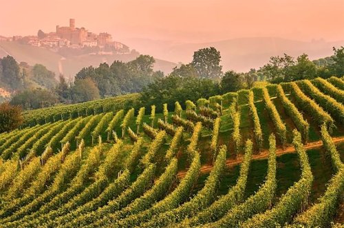 Barolo in depth: Castiglione Falletto plus 10 wines worth seeking out - Decanter