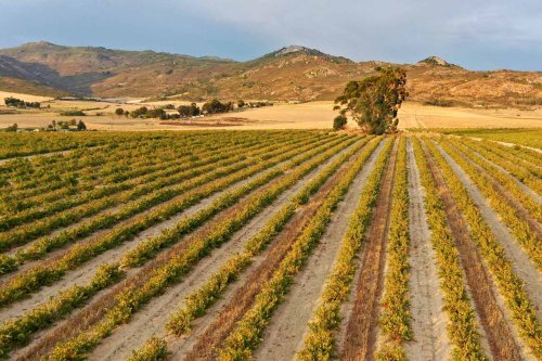 Expert’s Choice: South Africa Cinsault – the 30 wines to try
