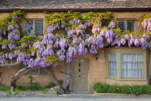 Alan Titchmarsh: A foolproof guide to growing wisteria - Country Life