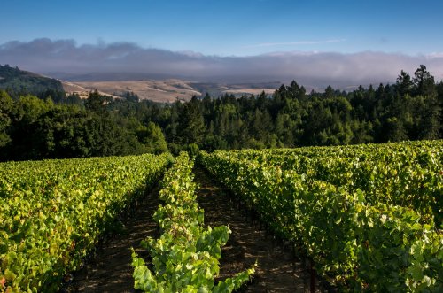 AXA Millésimes purchases Platt Vineyard in Sonoma - Decanter
