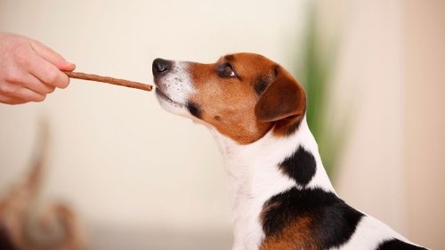 Best dog treats: healthy snacks to encourage good behaviour