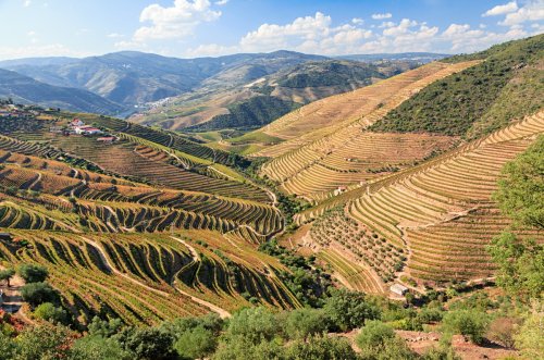 Wines of the Year 2024: Spain & Portugal