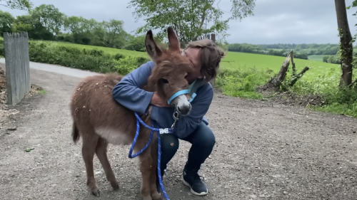 ‘Beyond thrilled’ as tiny stolen donkey foal returns home
