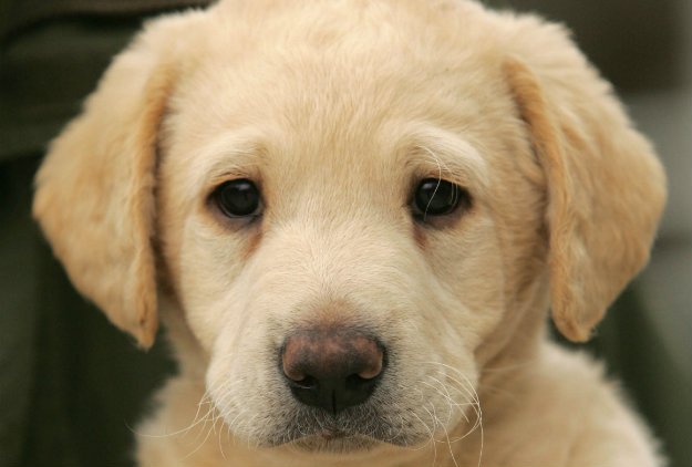 Thinking about buying a puppy? Here's what you need to know first.  - cover