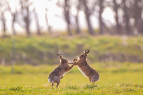 Hare mythology: why we’re all mad for hares