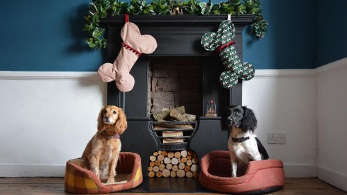 15 Christmas gift ideas for your dog