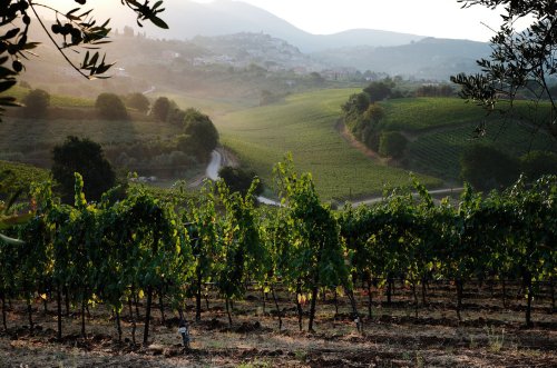 Lazio wines: five bottles worth seeking out - Decanter