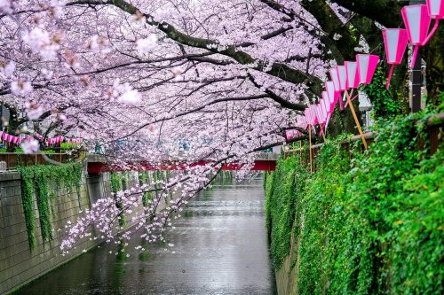 Finally! The 2024 cherry blossom season in Tokyo has officially begun