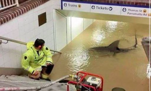We are happy to report that no, sharks are not swimming in flooded Sydney train stations