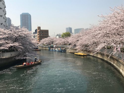This riverside cherry blossom festival in Tokyo offers a nostalgic Edo period vibe