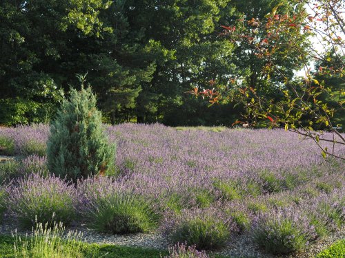 The 6 Best Lavender Farms Near Chicago | Flower Fields Near Chicago