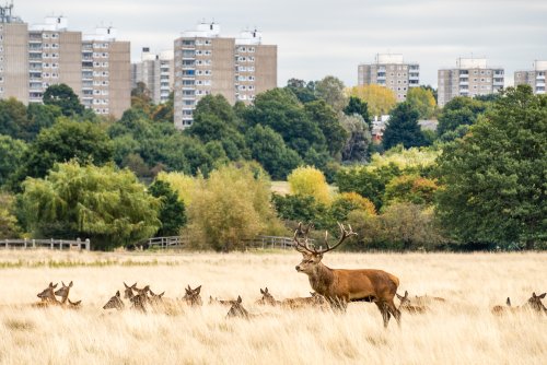 Here’s why you should stay away from deer in London’s parks at the moment